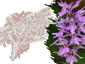 Florenkartierung im Naturmuseum Südtirol