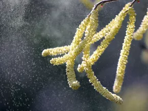 Hasel und Erle sorgen für erste Spitze in Allergiesaison