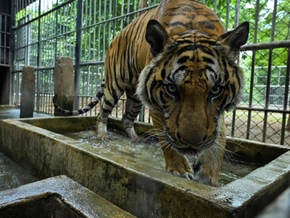Kritik an Thailands Erlebnisparks nach Tod von 72 Tigern