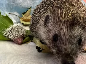 Tierschützer warnen vor gefährlichem Rattengift