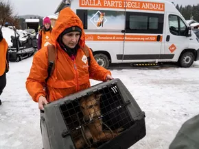 35 vernachlässigte und unterernährte Schlittenhunde gerettet