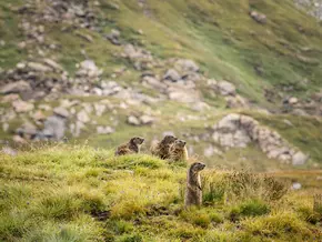 Alpines Murmeltier: Überlebenskünstler ist im Klimastress