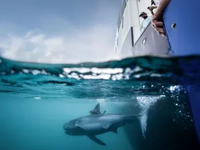 Auf dieser Webseite kann man den weißen Hai verfolgen