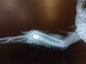 Bozen: Tierschützer melden möglichen Beschuss auf Stadttaube