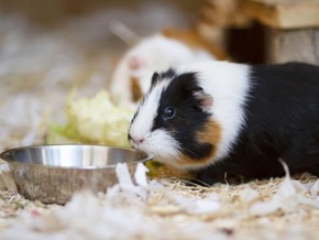 Darum sind Meerschweinchen keine Anfängerhaustiere