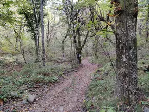 Die verborgene Rolle von Flechten und Bryophyten in Wäldern