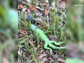 Wegen Kälte: 2.000 Leguane fallen von Bäumen