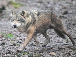 Expertentreffen zu Wolf und Bär im Alpenraum
