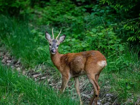 Reh-Liveroo: Neuer Lieferdienst des Südtiroler Jagdverbandes