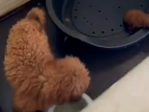 26 Pudelwelpen aus illegaler Zucht gerettet