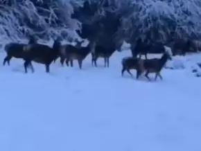 Italien: Hirsch-Parade im Schnee - VIDEO