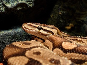 “Finde keine Mäuse mehr”