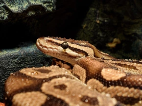 “Finde keine Mäuse mehr”