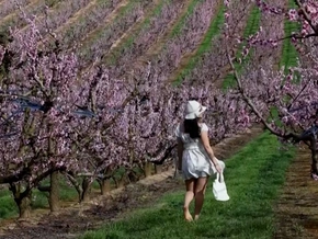 Balsam für die Seele: Pfirsichblüte in Spanien