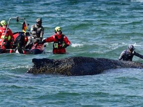 Rettung von gestrandetem Wal in Deutschland unterbrochen