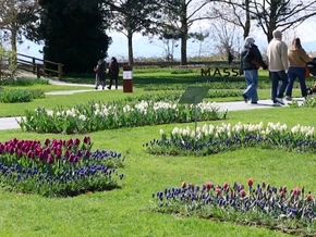 Blütenzauber: Tulpenfest am Genfer See