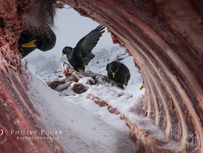 Naturfotograf aus Südtirol setzt internationale Erfolgsgeschichte fort