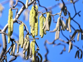 Pollensaison überraschte Allergiker mit abruptem Start
