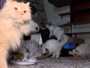 Dramatische Flucht: 33 Katzen, ein Auto und zwei Säcke Katzenstreu