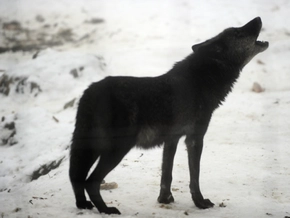 Wolf im Tiroler Oberland erlegt