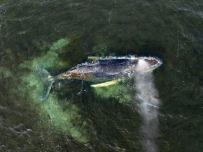 Buckelwal sitzt vor deutscher Ostseeküste wieder fest