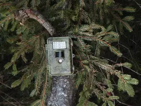200 Fotofallen gegen Wolf und Bär