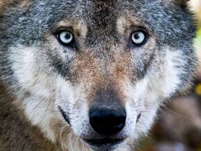 Wolf bei Vintl überfahren: Bestand in Südtirol bei rund 100 Tieren