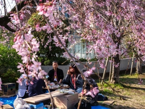 Japans Kirschblüten-Picknick verteuert sich