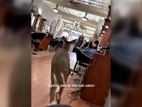 Hier geht eine Hirschkuh zum Frisör - VIDEO