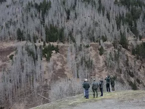 Wald in den Dolomiten in Not