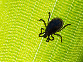 50 Jahre FSME-Impfung: Fallzahlen steigen wieder