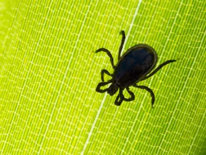 50 Jahre FSME-Impfung: Fallzahlen steigen wieder