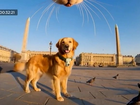 Kein Witz: Jetzt kommt das Handy für den Hund - VIDEO