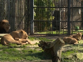 Freude im Kölner Zoo: Gleich drei Löwenbabys sind da