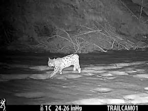 Luchs kehrt nach Südtirol zurück