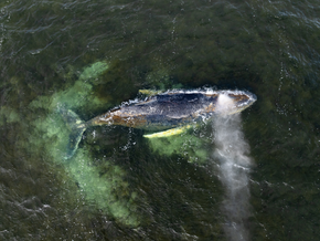 Ostsee-Buckelwal weiterhin in kritischer Lage