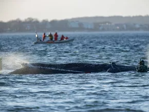 Befreiter Buckelwal vor deutscher Küste auf Kurs aus Bucht