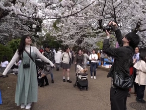 Naturschauspiel: In Japan beginnt die Kirschblüte