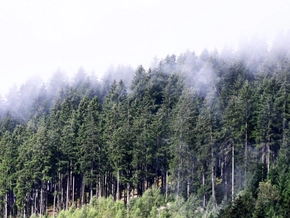 Kronplatz: Speicherbecken soll Wald verdrängen