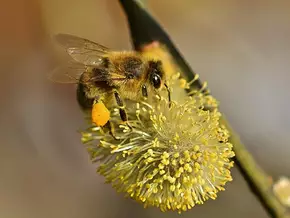 Tierschutzverein appelliert: Palmkätzchen bitte nicht pflücken!