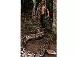 Sie nennen sie nur die “Baronin” – größte Wildschlange der Welt