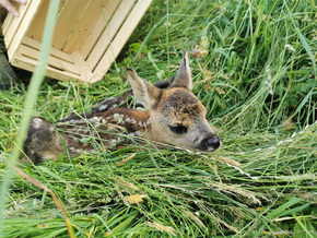 Landtag will Kitzrettung fördern