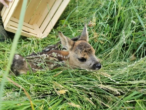 Landtag will Kitzrettung fördern