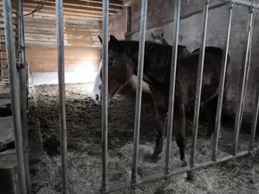 Horror-Haltung: Drei verwahrloste Stuten aus Deutschland gerettet