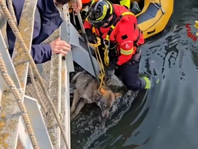 Verona: Feuerwehr rettet Wölfin aus Bewässerungskanal – VIDEO