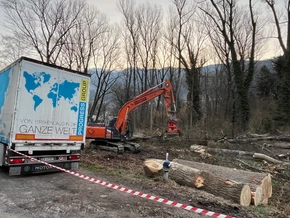 Brixner Auwald: Verwaltungsgericht stoppt weitere Rodungen – VIDEO
