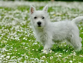 Auch Hunde kämpfen mit dem Pollenflug