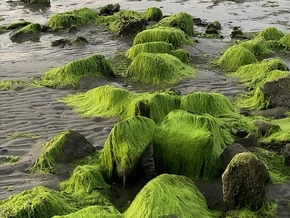 Der grüne Schatz der Meere