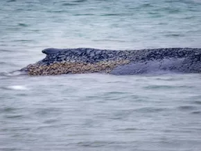 Rettungsversuch des Buckelwals mit Bagger begann