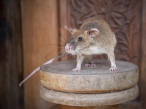 Minensuchratte "Magawa" in Kambodscha mit Denkmal geehrt